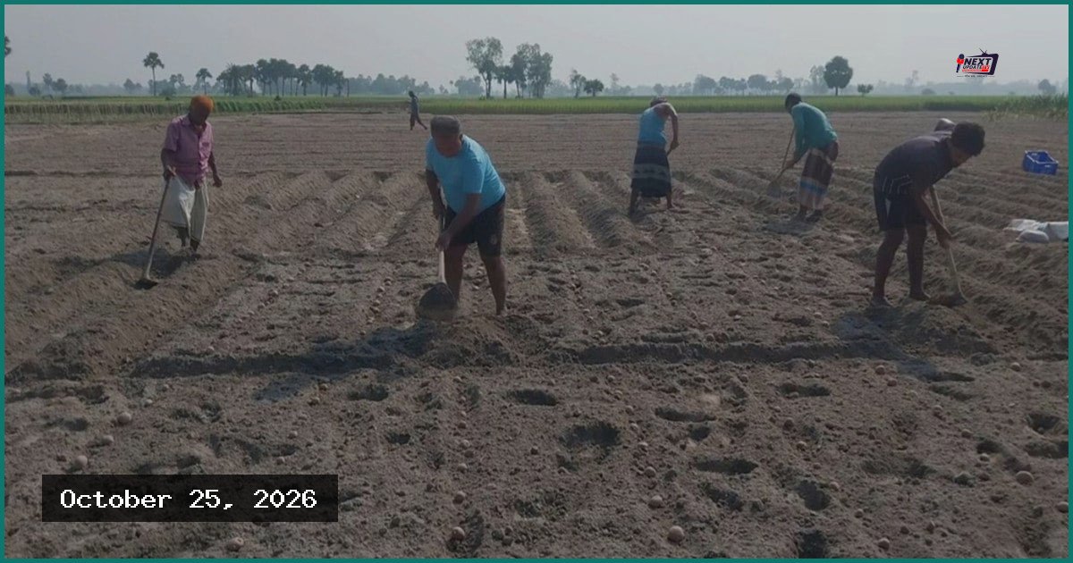 লোকসানের ভয় কাটিয়ে ক্ষেতলালে আগাম আলু চাষে ব্যস্ত কৃষক