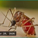 ডেঙ্গুতে একদিনে ৯ মৃত্যু, হাসপাতালে ভর্তি প্রায় ২ হাজার